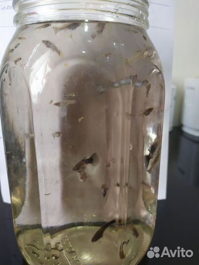 Отдам бесплатно