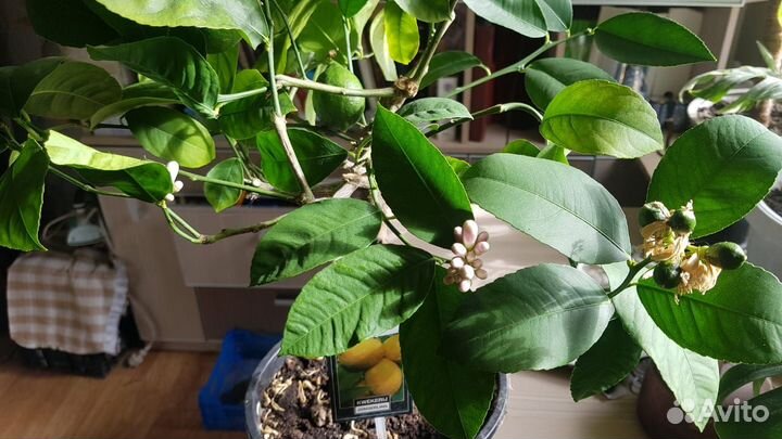 Китайский Лимон (Мейера). Цветы дома