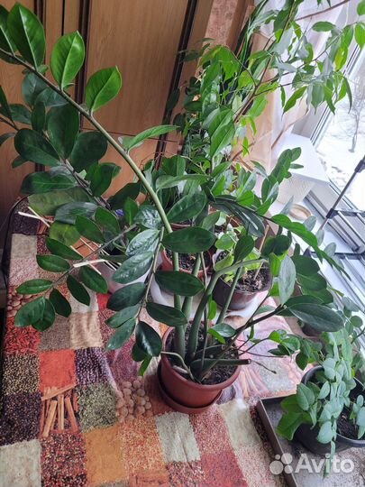 Комнатные растения цветы