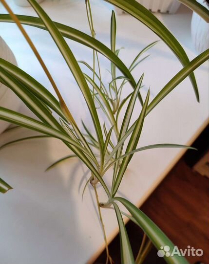 Цветок Хлорофитум (отростки)