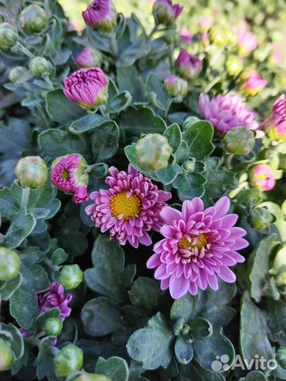 Хризантема мультифлора шаровидная