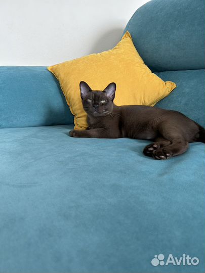 Бурманский котик