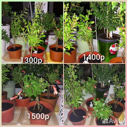 Мирт,гранат,фикусы,спатифиллум,антуриум