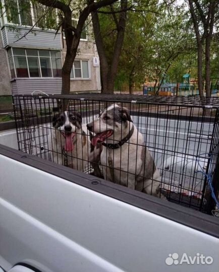 Зоогостиница для животных. Передержка. Круглосут