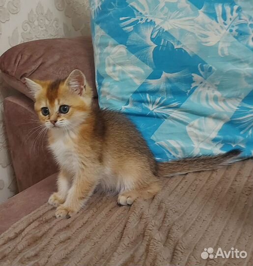 Британские котята