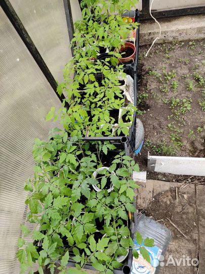 Рассада томатов