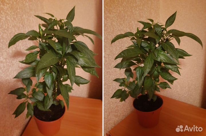 Многолетний комнатный Перец острый «Огонёк»