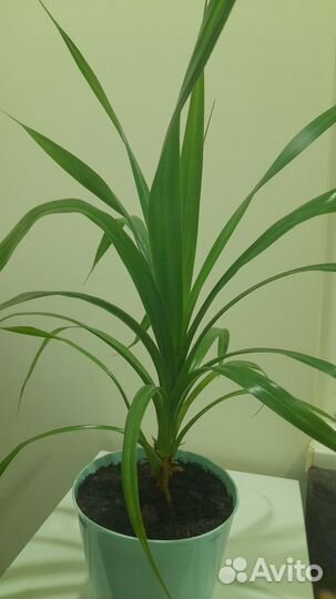 Пальма панданус