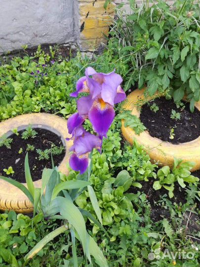 Ирисы крупные