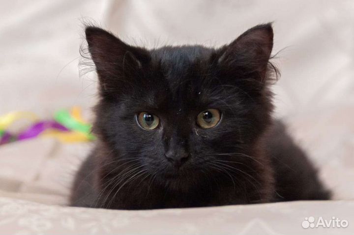 Котик в дар, котёнок