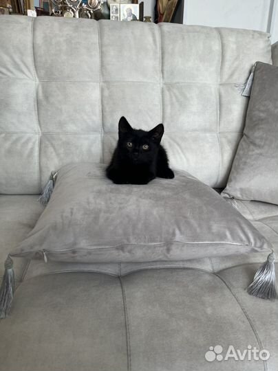 Котенок девочка черная