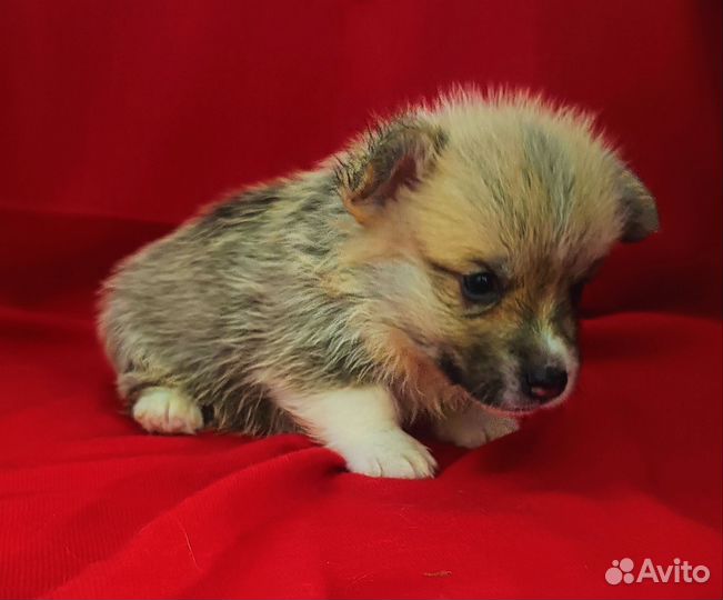 Красотки Вельш корги пемброк ноябрь,декабрь