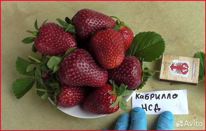 Земляника садовая, клубника, виктория