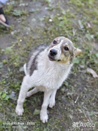 Собака подросток щенок Джулия