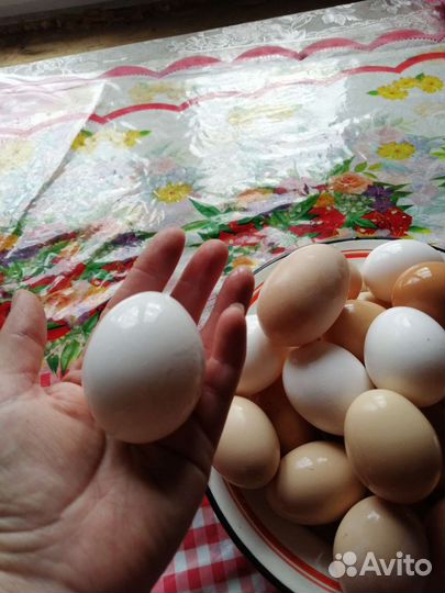 Домашние куриные яйца