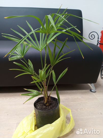 Трахикарпус