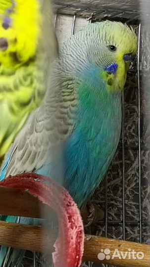 Клетки для птиц и попугаи