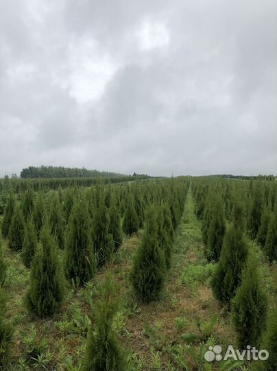 Смарагд,Колумна,Брабан в ассортименте