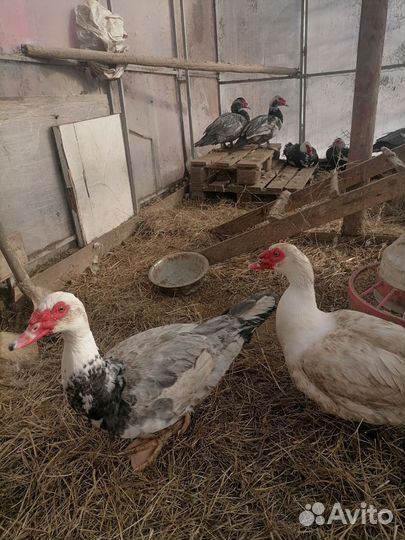 Домашние животные