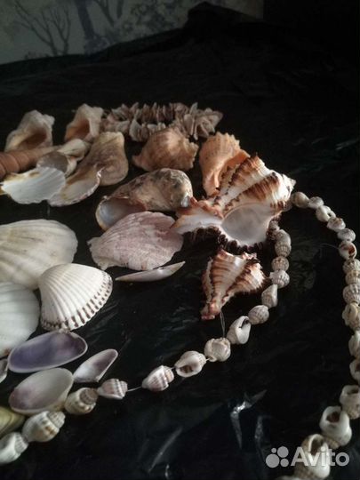 Ракушки для аквариума