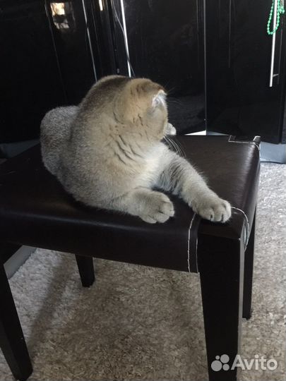 Шотландский Мачо