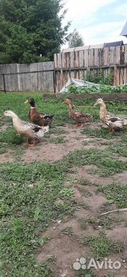 Башкирские утята (чистопородные)