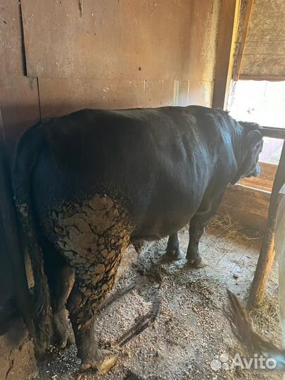 Бык на мясо