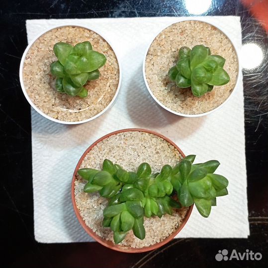 Хавортия купера