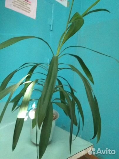 Пальма - Кордилина