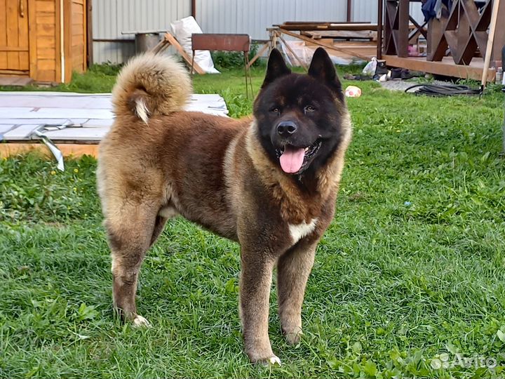 Американская акита вязка