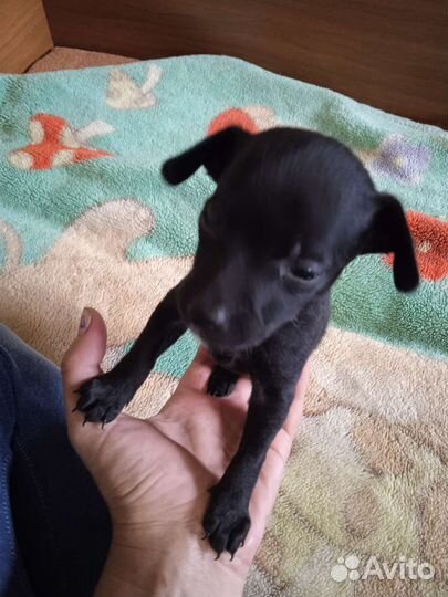 Собаки щенки той-терьер