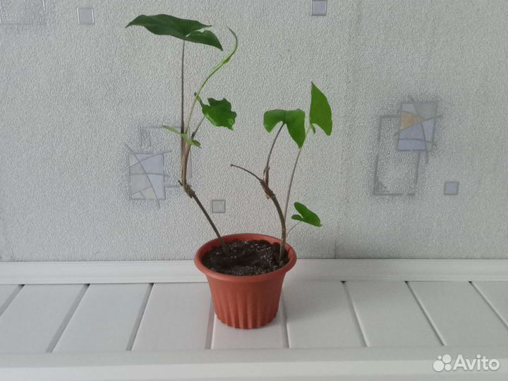 Укорененные отводки сингониума