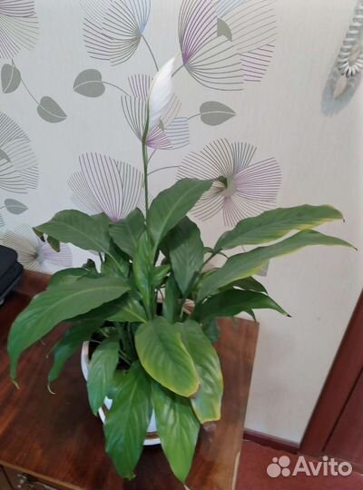 Спатифиллум