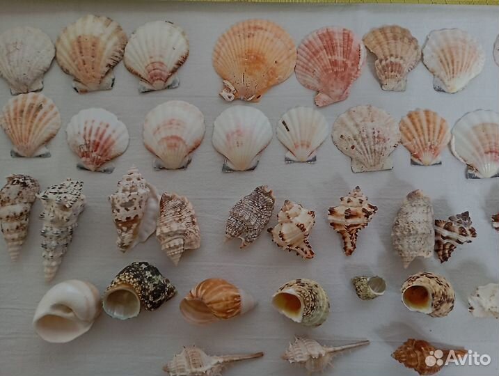 Ракушки, камни для аквариума и декора, аквариум