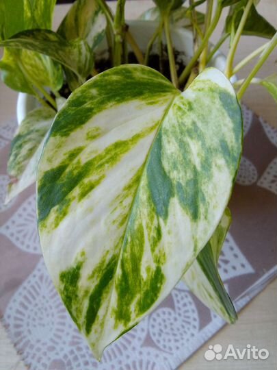 Эпипремнум ауреум (золотистый) вариегатный