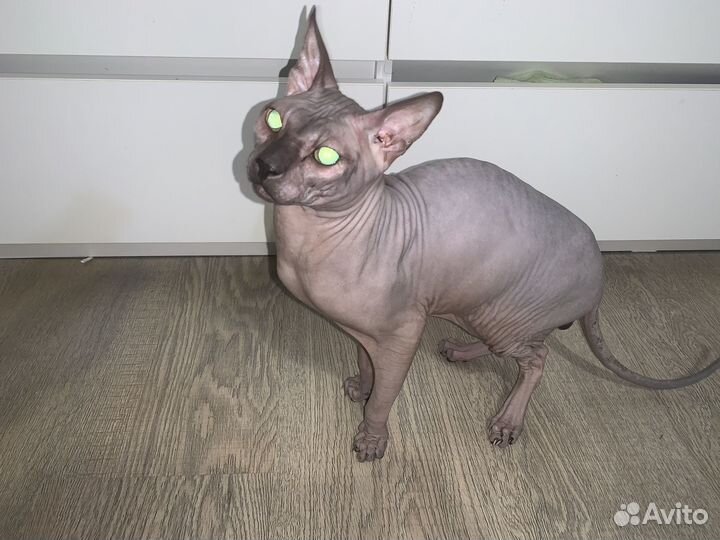 Донской сфинкс вязка