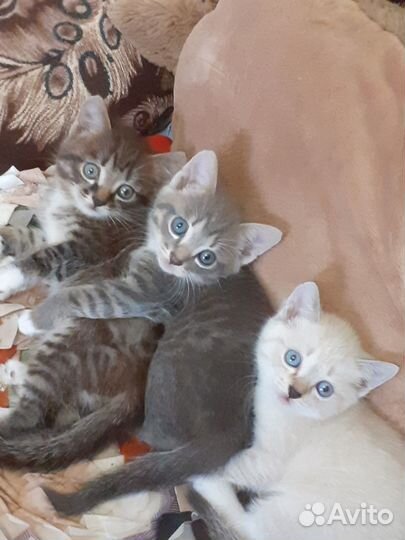 Отдам котят добрым и заботливым людям