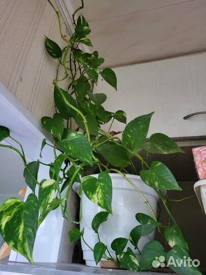 Эпипремнум