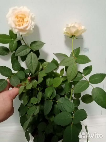 Розы комнатные