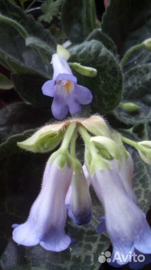 Стрептокарпус 