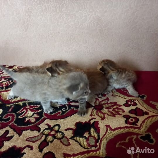Шотландские котята
