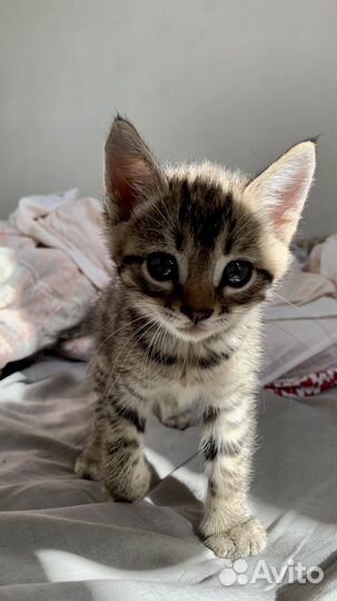 Котенок в добрые руки