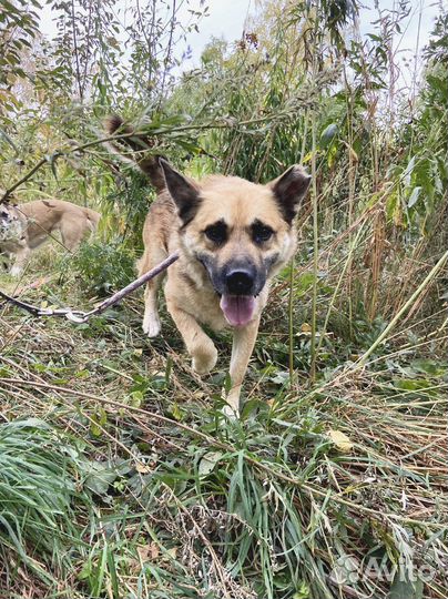 Спасите собачку из приюта