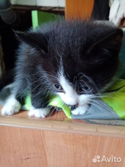 Передам в дар котенка