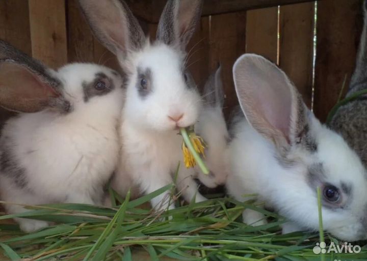Мясо кроликов молоденьких