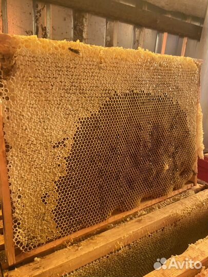 Рамка меда в сотах