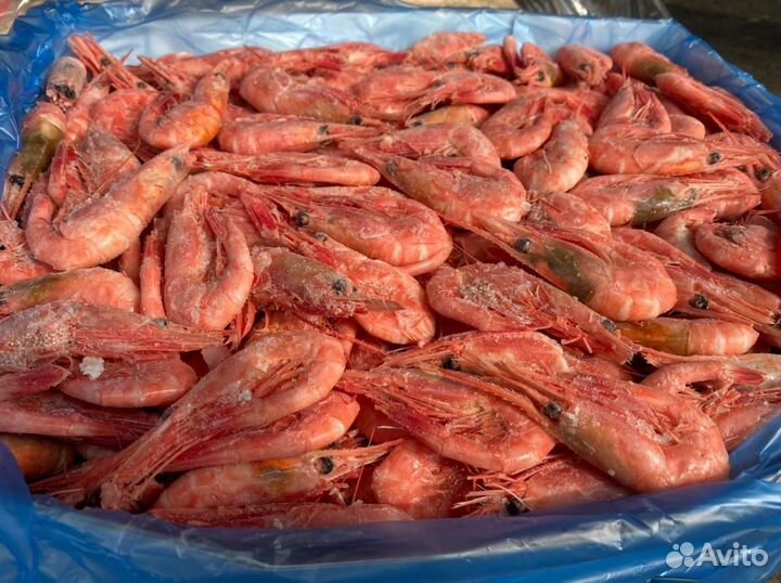Креветки. Лангустины