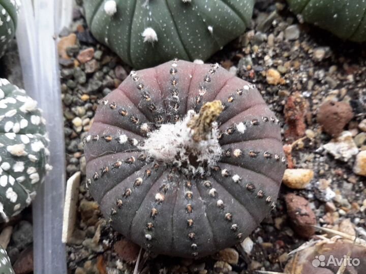 Семена кактусов