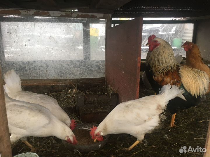 Продам кур-несушек