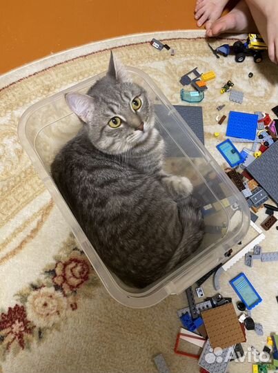 Шотландский кот вязка